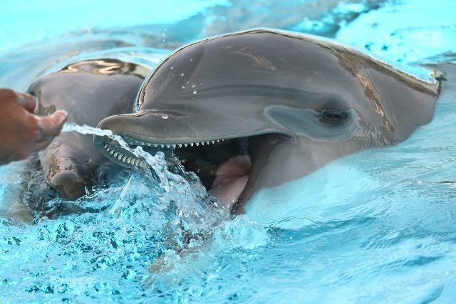 Encuentro con delfines en Nuevo Vallarta