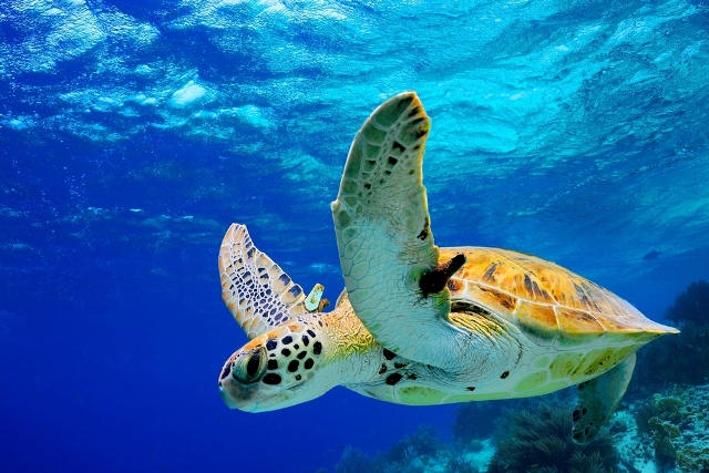Liberación de tortugas marinas en Puerto Vallarta