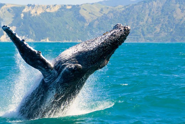 Avistamiento de ballenas, ¡dejate sorprender por la naturaleza en Nuevo Vallarta!