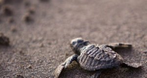 Mayto, una reserva ecológica de tortugas para visitar en tu viaje por Vallarta