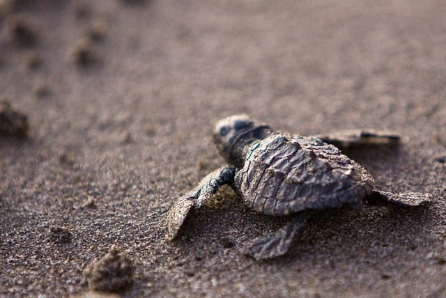 Mayto, una reserva ecológica de tortugas para visitar en tu viaje por Vallarta