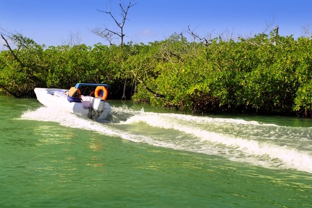 Enjoy the adventure ingredients of the Sunrise Marine Jungle tour