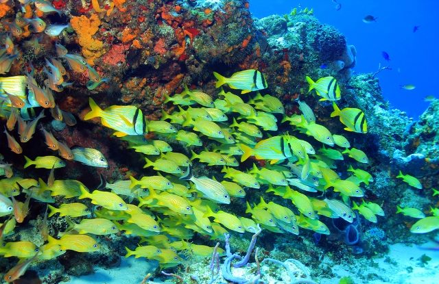 Explore Underwater Wonders in Cancun