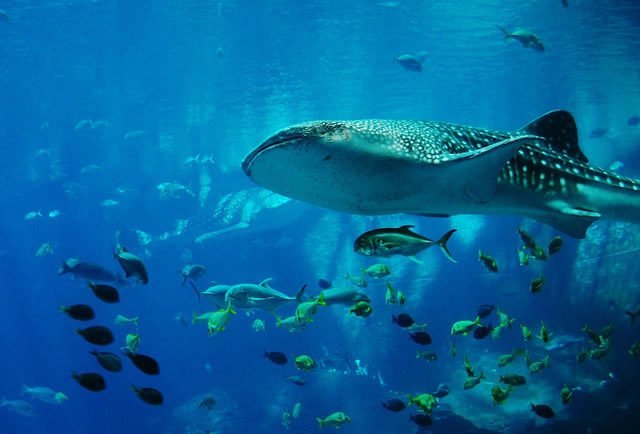 Take the Plunge and Swim with Sharks in Cancun