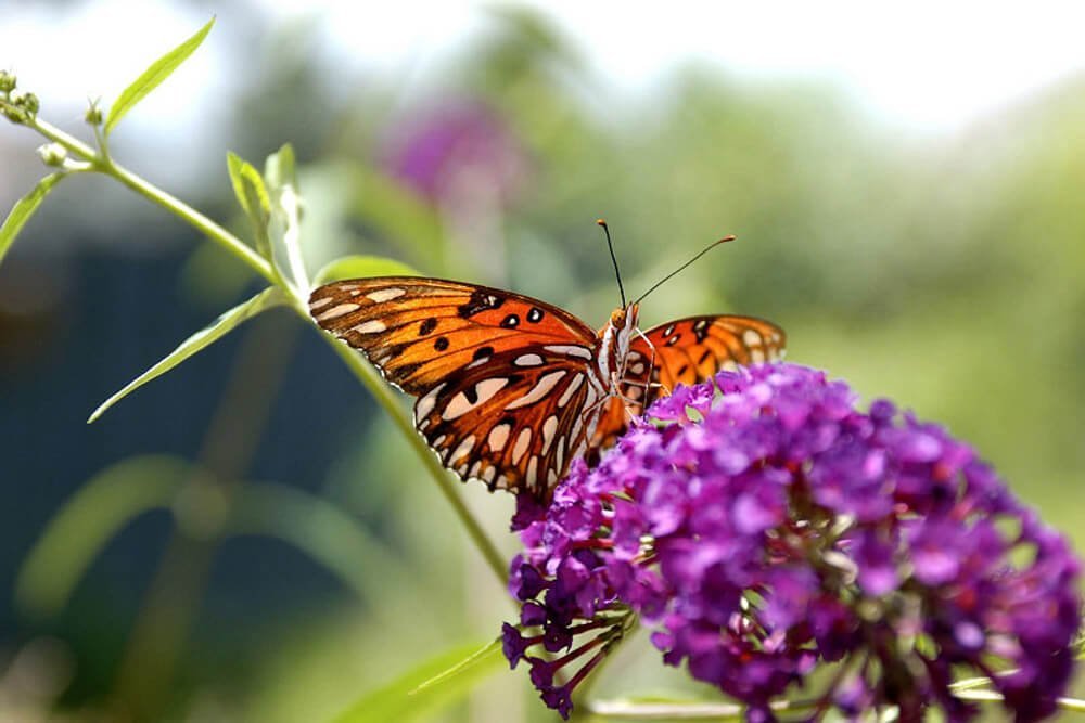 Mariposa Monarca