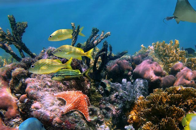 Admira la belleza del Gran Arrecife Maya y descubre un verdadero tesoro natural