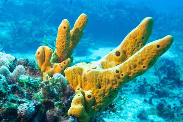 Arrecife Alacranes, un santuario de aves y paraiso submarino para descubrir en Yucatan