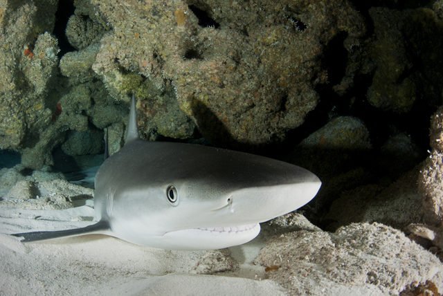 Aventurate a conocer la historica Cueva de los Tiburones Dormidos