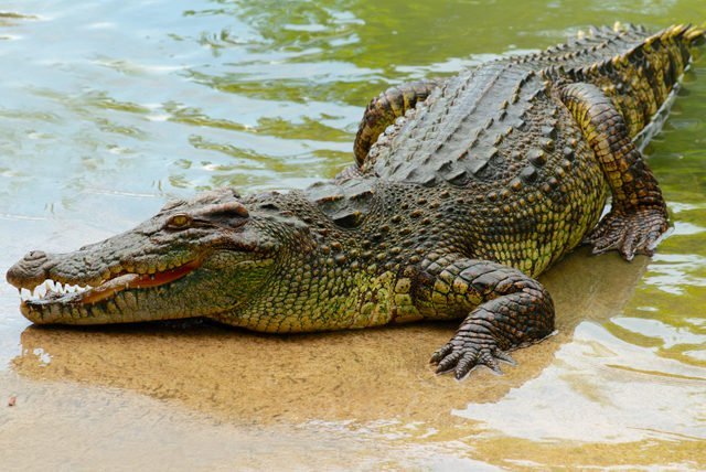 Camina entre enormes reptiles en El Cora, Bucerias