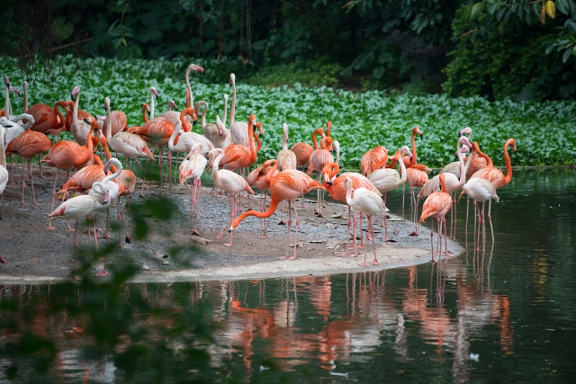 Celestún Yucatán un paseo entre elegantes flamencos y playas vírgenes