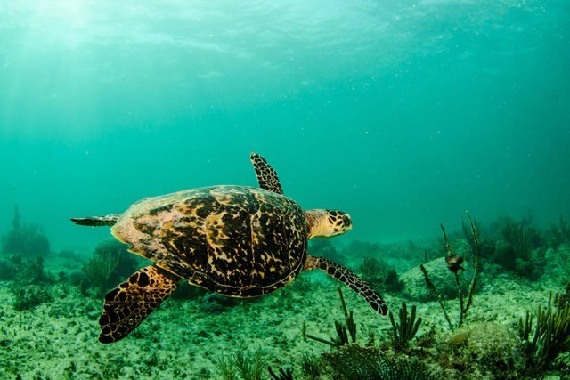 Conoce la Granja de Tortugas en tu paseo por Isla Mujeres