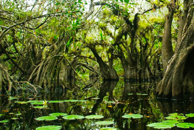 En tu camino a Holbox realiza una parada en Solferino, un pueblito maya rodeado de selva tropical