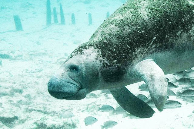 Santuario del Manati, el area protegida mejor conservada de Quintana Roo