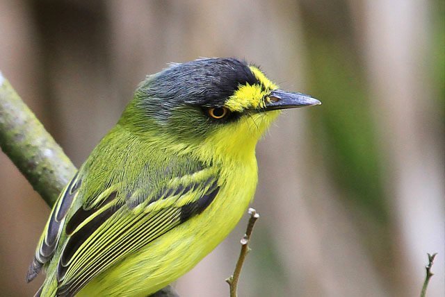 Sierra de Vallejo una exquisita diversidad de aves para contemplar en las cercanias de Nuevo Vallarta