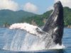 Temporada de ballenas   disfruta de este espectaculo natural en las costas de Punta Mita