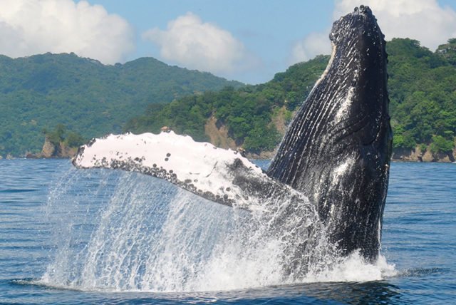 Temporada de ballenas   disfruta de este espectaculo natural en las costas de Punta Mita