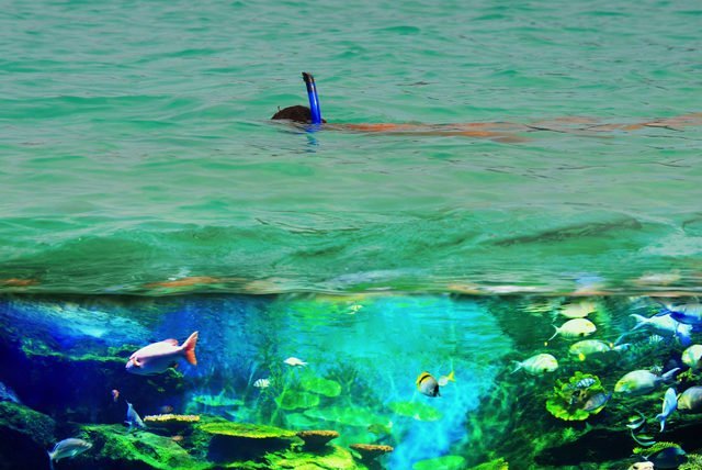 Tres paraísos debajo del mar para descubrir en tu viaje a Cozumel