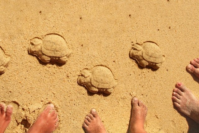 Visita al Campamento Tortuguero de Nuevo Vallarta