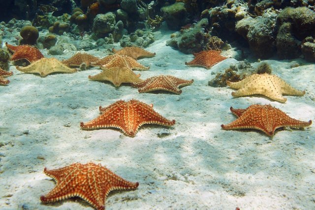 Visita Cozumel y nada rodeado de estrellas de mar en El Cielo