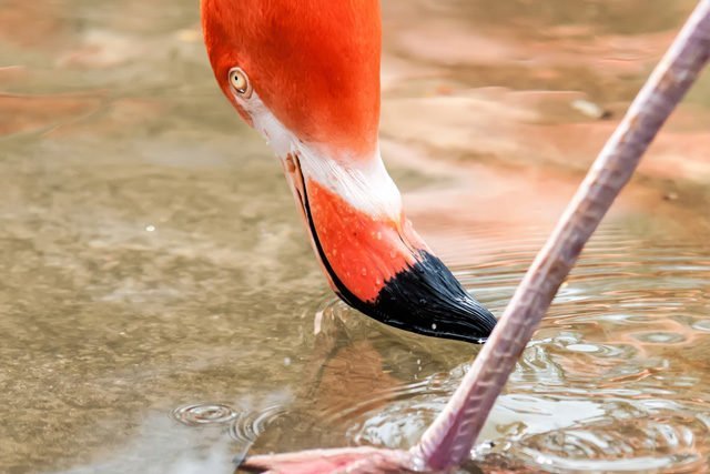 Yum Balam: un área natural protegida a orillas de Holbox